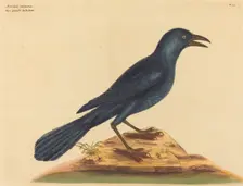 The Purple Jack Daw (Gracula Quiscula), published 1731-1743. Creator: Mark Catesby
