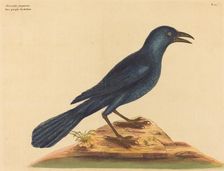 The Purple Jack Daw (Gracula Quiscula), published 1731-1743. Creator: Mark Catesby