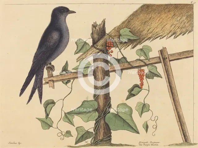 The Purple Martin (Hirundo purpurea), published 1731-1743. Creator: Mark Catesby.