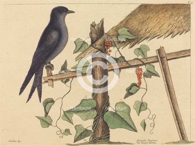 The Purple Martin (Hirundo purpurea), published 1731-1743. Creator: Mark Catesby.