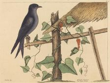 The Purple Martin (Hirundo purpurea), published 1731-1743. Creator: Mark Catesby