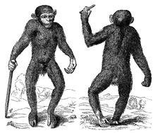 The Pygmie, 1699, (1863). Creator: Unknown