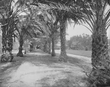 The Palms of Glenannie, Florida 19th century