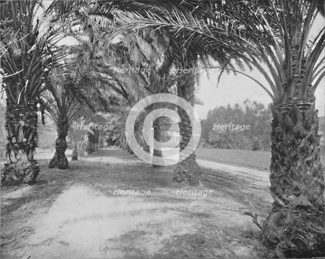 'The Palms of Glenannie, Florida', 19th century. Artist: Unknown.