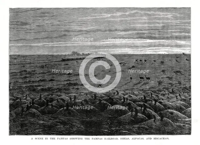 The Pampas railroad, South American lowlands, 1877. Artist: Unknown