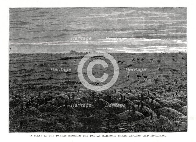 The Pampas railroad, South American lowlands, 1877. Artist: Unknown