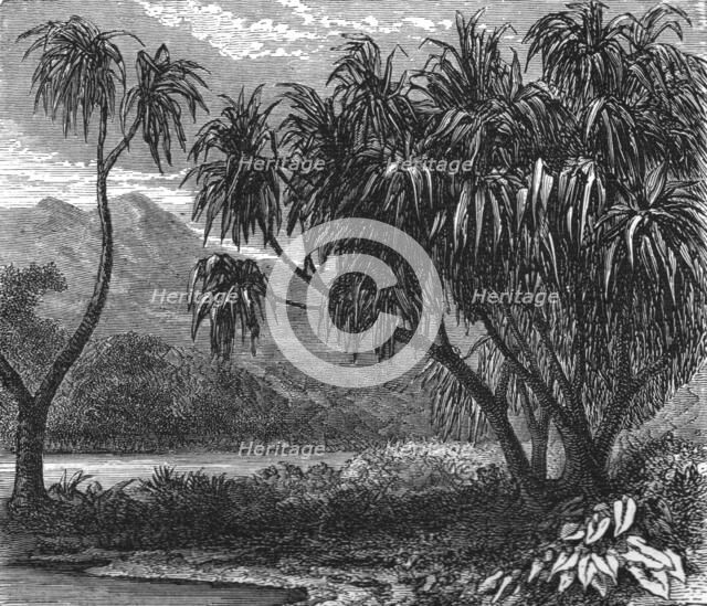 'The 'Pandanus Muricatus.'; Recent Explorations in Madagascar', 1875. Creator: Alfred Grandidier.