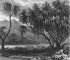 The Pandanus Muricatus.'; Recent Explorations in Madagascar 1875. Creator: Alfred Grandidier