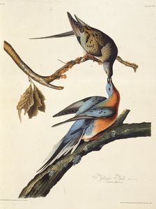The passenger pigeon. From "The Birds of America", 1827-1838. Creator: Audubon, John James (1785-1851)