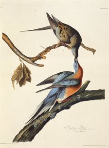The passenger pigeon. From "The Birds of America", 1827-1838. Creator: Audubon, John James (1785-1851)