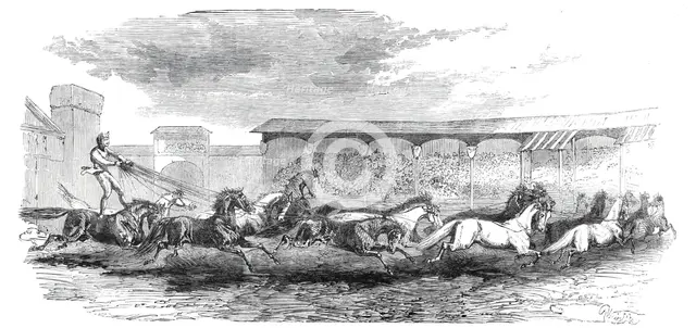 The Paris Hippodrome: seventeen horses driven by M. Marin, 1860. Creator: Harrison Weir.