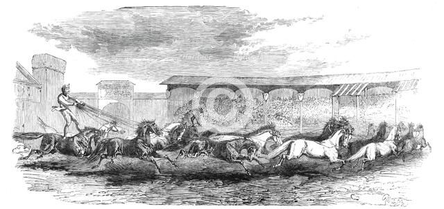 The Paris Hippodrome: seventeen horses driven by M. Marin, 1860. Creator: Harrison Weir.