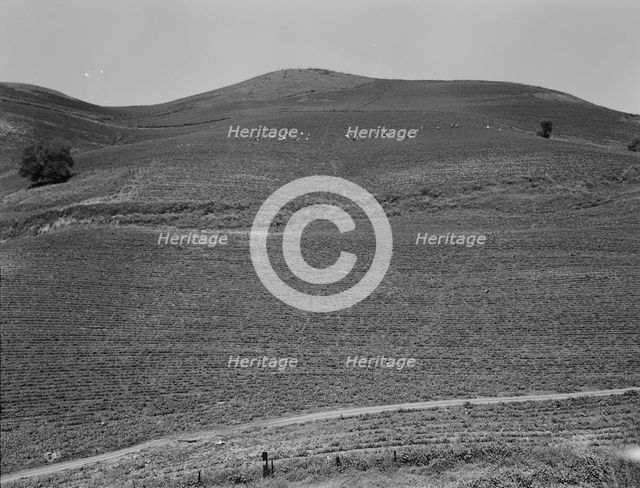 The pea fields of the California coast, 1937. Creator: Dorothea Lange.