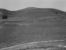The pea fields of the California coast, 1937. Creator: Dorothea Lange
