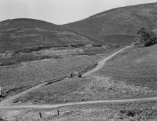 The pea fields of the California coast, 1937. Creator: Dorothea Lange