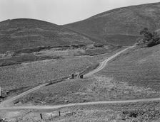 The pea fields of the California coast, 1937. Creator: Dorothea Lange