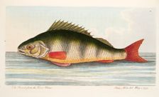 The Pearch from the River Rhine, from A Treatise on Fish and Fish-ponds, pub. 1832
