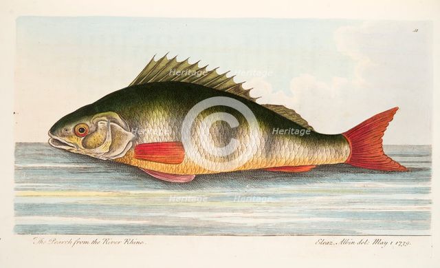 The Pearch from the River Rhine, from A Treatise on Fish and Fish-ponds, pub. 1832 