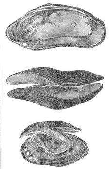 The pearl mussel of Scotland, 1864. Creator: Unknown