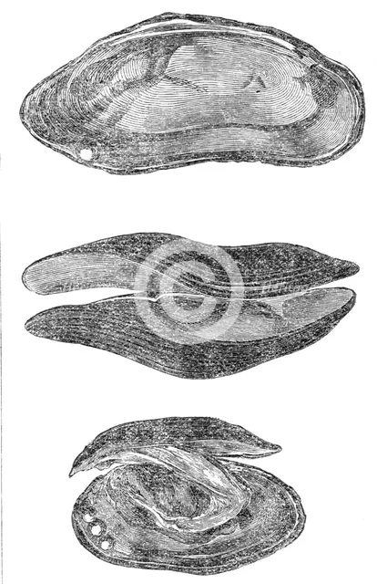 The pearl mussel of Scotland, 1864. Creator: Unknown.