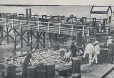 The Pearl Fishing Industry - Packing Shell 1923. Creator: Unknown