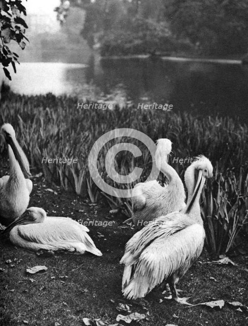 The pelicans of St James's Park, London, 1926-1927. Artist: McLeish