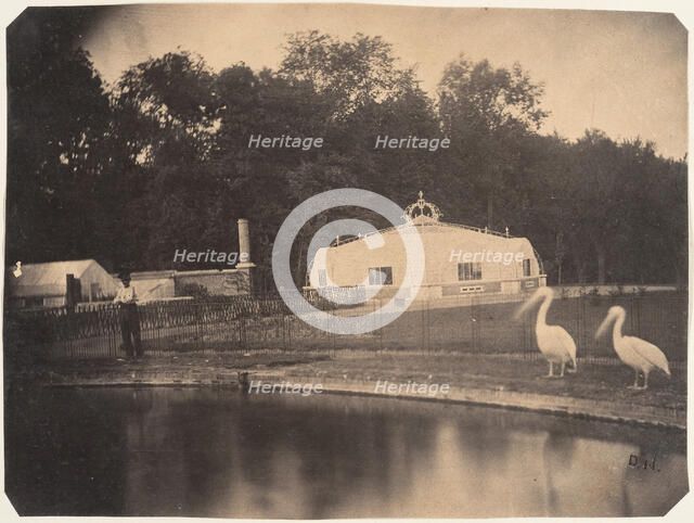 [The Pelicans and Greenhouses, Zoological Gardens, Brussels], 1854-56. Creator: Louis-Pierre-Théophile Dubois de Nehaut.