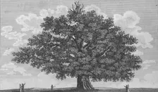 The Penshurst Oak 1794