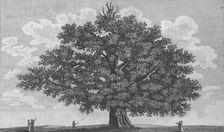 The Penshurst Oak 1794