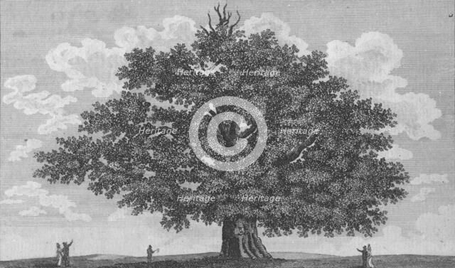 'The Penshurst Oak', 1794. Artist: Unknown.