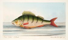 The Perch, from A Treatise on Fish and Fish-ponds, pub. 1832 (hand coloured engraving)