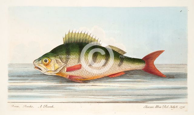 The Perch, from A Treatise on Fish and Fish-ponds, pub. 1832 (hand coloured engraving)