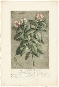 The Periwinkle of Java, from Collection of Usual, Curious, and Foreign Plants, 1767. Creator: Jacques Fabian Gautier Dagoty