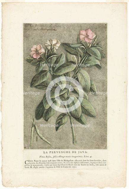 The Periwinkle of Java, from Collection of Usual, Curious, and Foreign Plants, 1767. Creator: Jacques Fabian Gautier Dagoty.