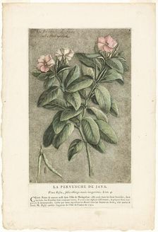 The Periwinkle of Java, from Collection of Usual, Curious, and Foreign Plants, 1767. Creator: Jacques Fabian Gautier Dagoty