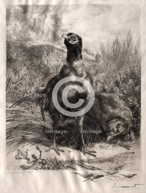 The Pheasants, 1899. Creator: Félix Bracquemond (French, 1833-1914).