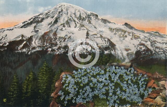 'The Phlox on Mount Rainier', c1916. Artist: Romans Photographic Company.