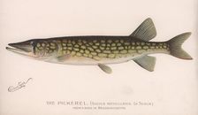 The Pickerel (Lucius Reticulatus. Le Sueur.), c.1920s