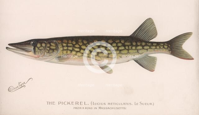 The Pickerel (Lucius Reticulatus. Le Sueur.), c.1920s. Artist: Unknown