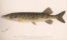The Pickerel (Lucius Reticulatus. Le Sueur), c.1920s