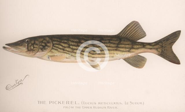 The Pickerel (Lucius Reticulatus. Le Sueur), c.1920s. Artist: Unknown