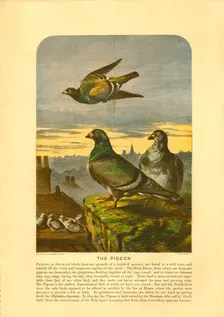 The Pigeon Creator: C Sheeres