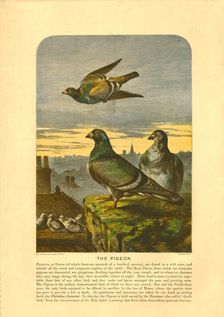 The Pigeon Creator: C Sheeres