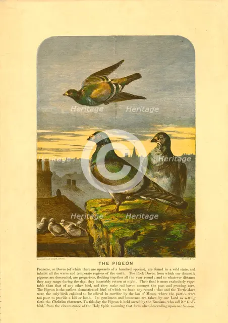 'The Pigeon'. Creator: C Sheeres.