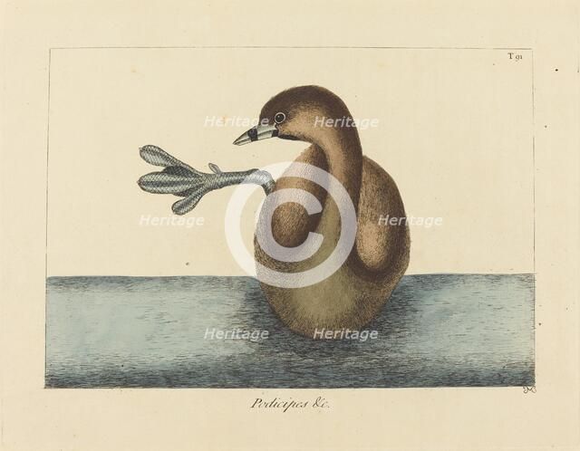 The Pied-billed Dobchick (Colymbus podiceps), published 1731-1743. Creator: Mark Catesby.