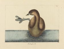 The Pied-billed Dobchick (Colymbus podiceps), published 1731-1743. Creator: Mark Catesby