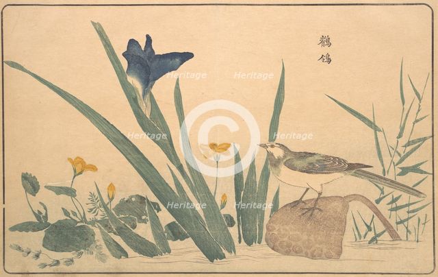 The Pied Wagtail, 1789. Creator: Kitao Masayoshi.