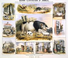 The Pig c1850. Artist: Benjamin Waterhouse Hawkins