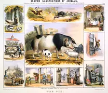 The Pig c1850. Creator: Benjamin Waterhouse Hawkins