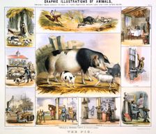 The Pig c1850. Creator: Benjamin Waterhouse Hawkins